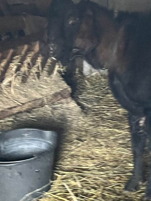 Англо-нубийски пръч