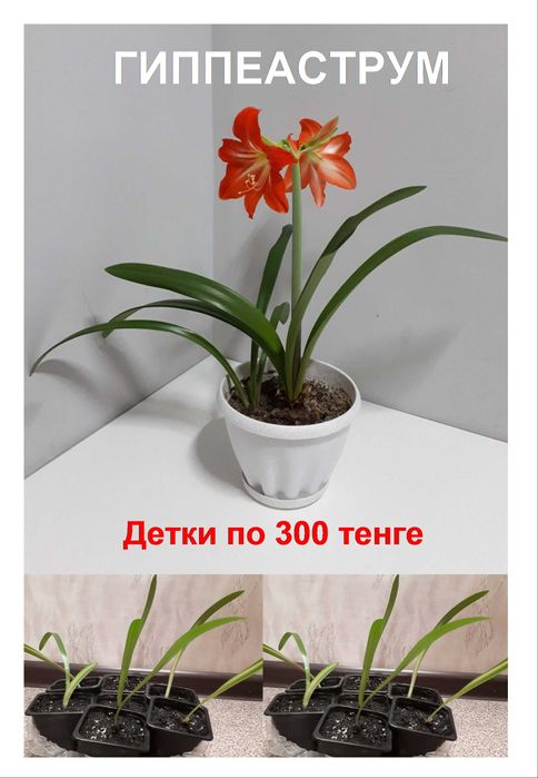 комнатные цветы  гиппеаструм