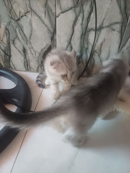 Продаются Котята
