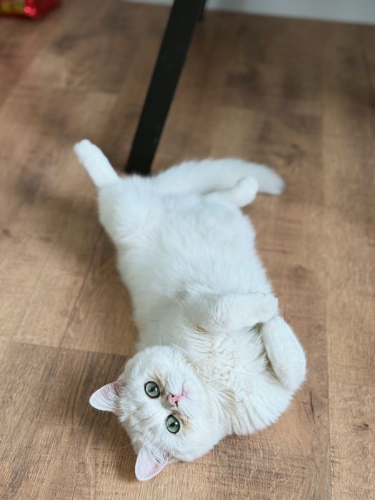 Кот Британская шиншилла