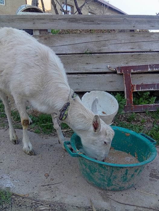 Сауын ешкы сатылады