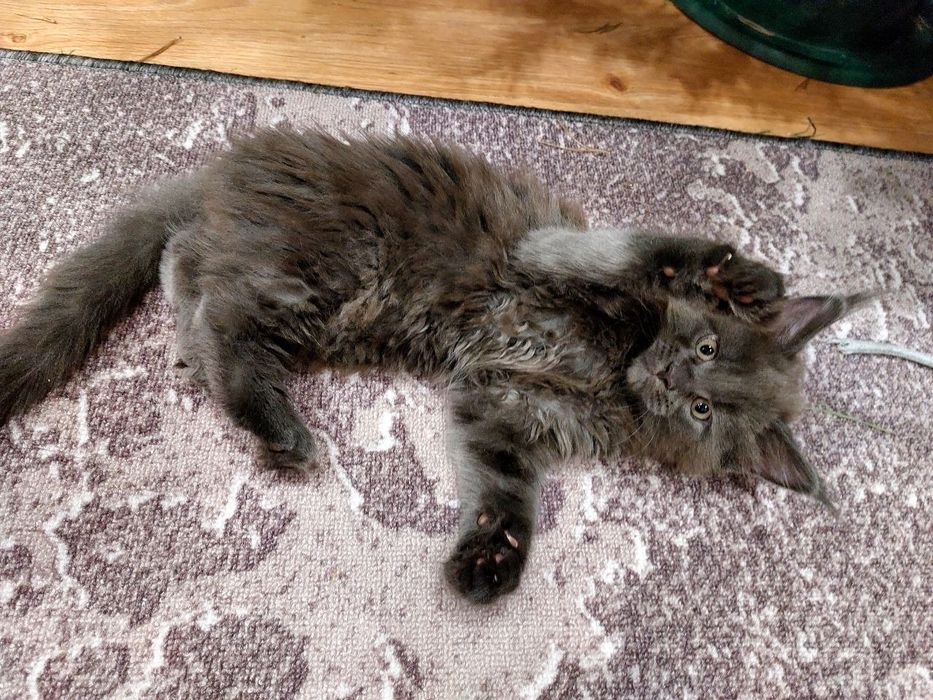 Котёнок мейн-кун (девочка) с документами