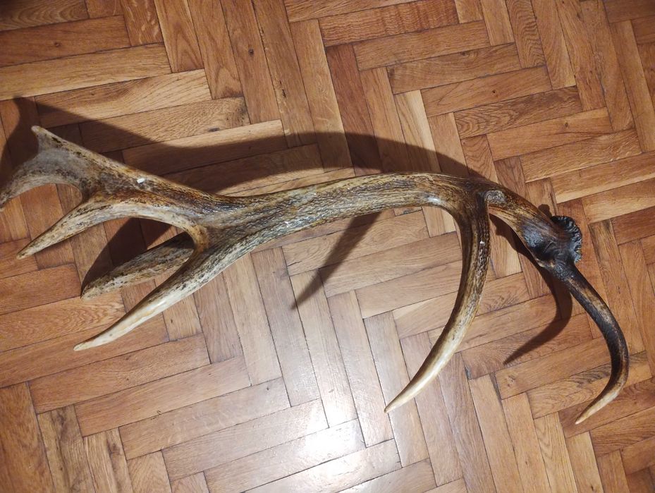 Специален еленов рог