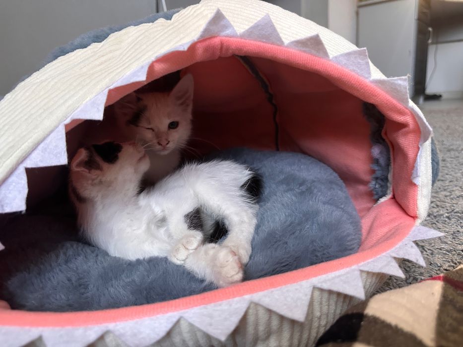 Отдадим котят в добрые руки