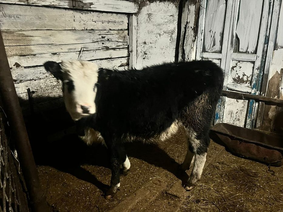 продам тёлочку молочную породый