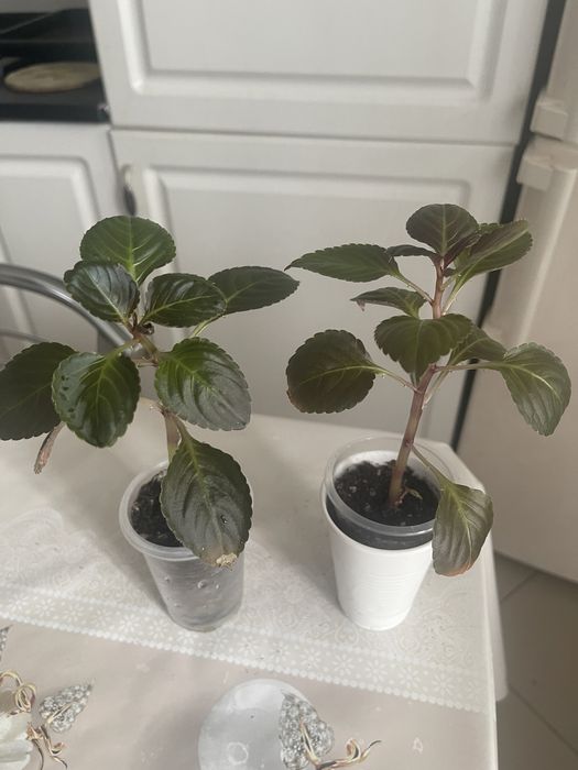 Комнатные цветы продам излишки