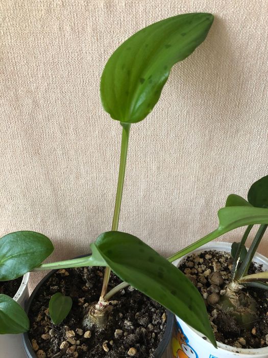 Дримиопсис пятнистый