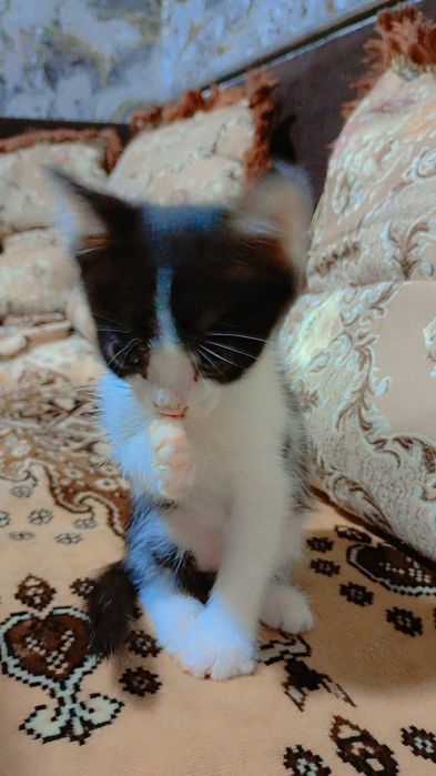 Mushuk bolalari hadiya uchun