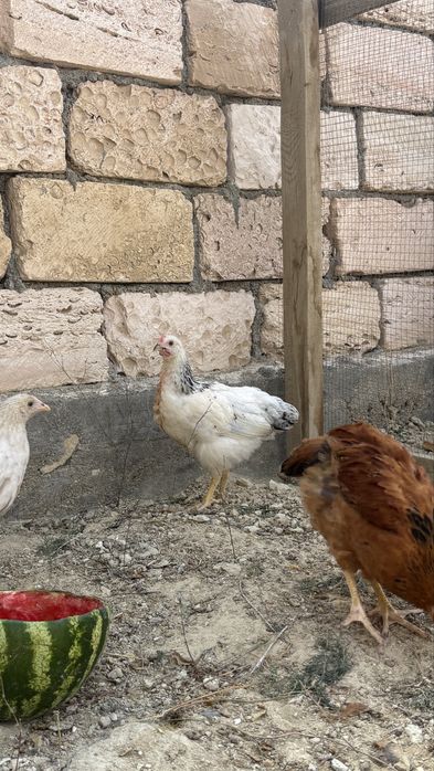 Продам курица срочно