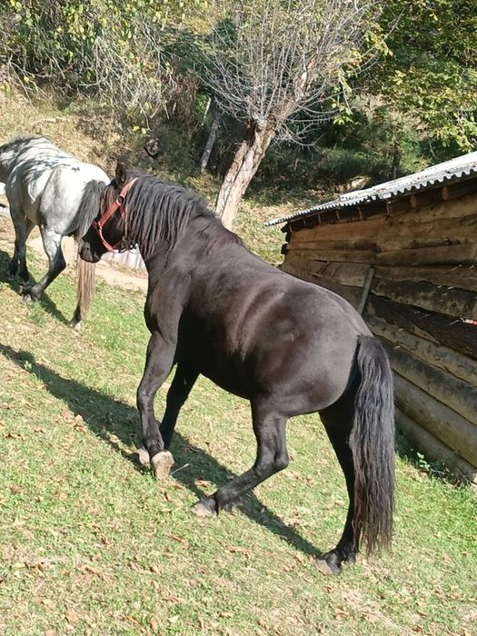 Vând caii  garantați la ham