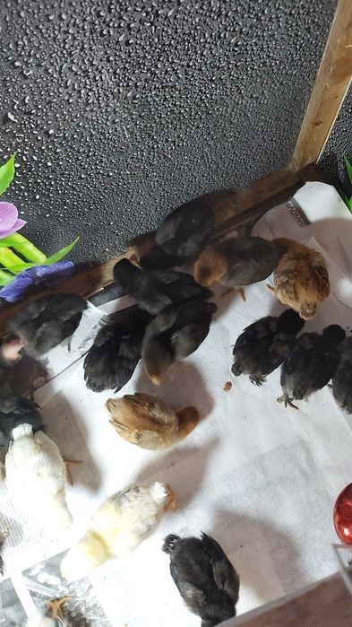 Продам  цыплят разных пород