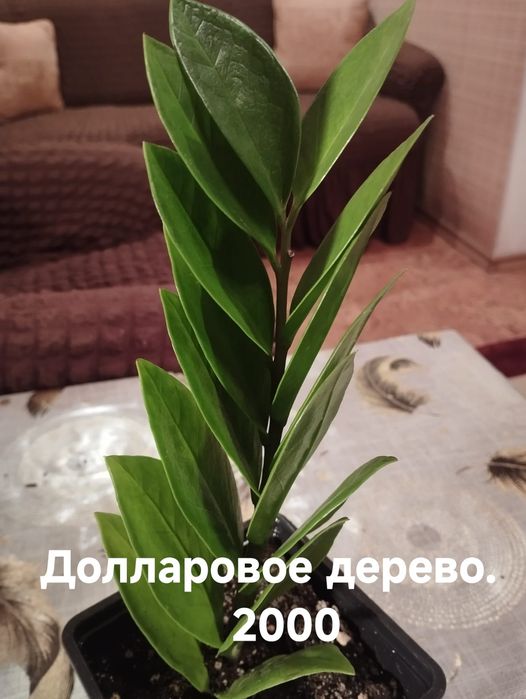 Продам комнатные растения