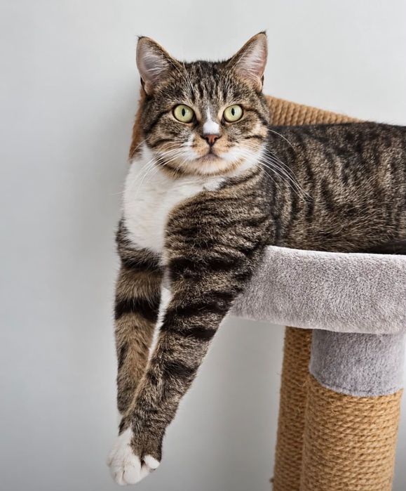 Котик мальчик в добрые руки кот