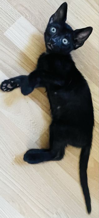 Donez motanel negru de 4 luni