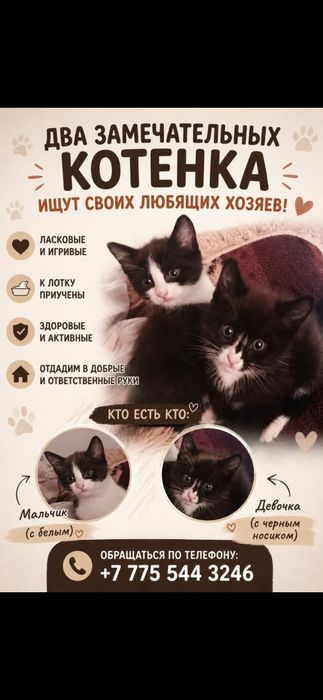 Котята даром бесплатно