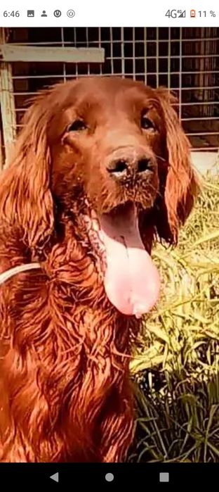 Щенки  для охоты