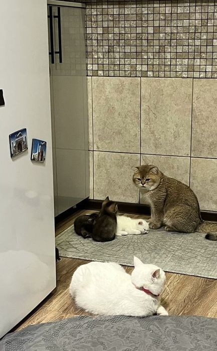 Продаются котята британской золотой шиншиллы