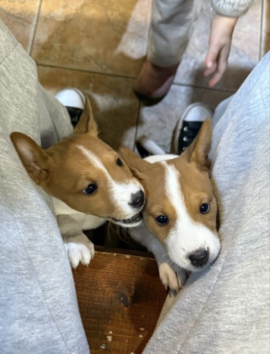 Кученца порода basenji