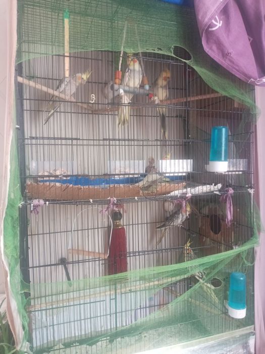 Karella qushlar sotiladi