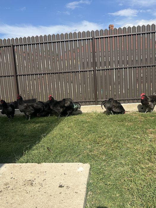 Cocosi australorp negru si albastru