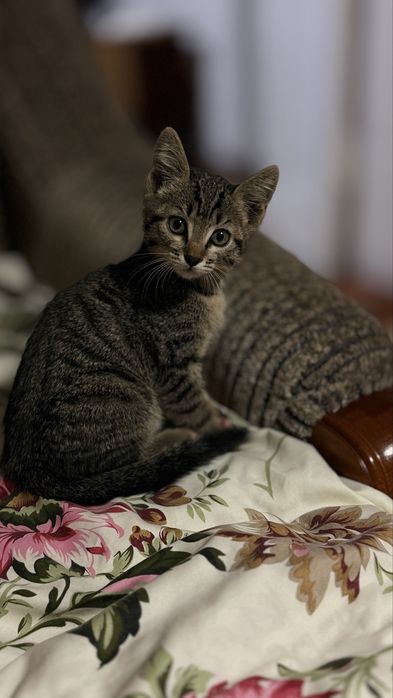 Котенок мальчик бесплатно