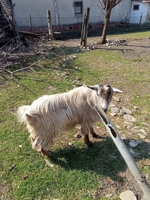 Vand ied de anul trecut