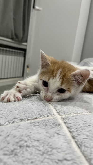 Отдам котенка мальчика 1,5 месяца