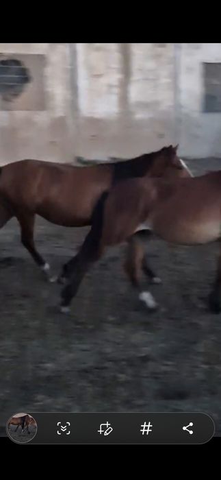 Кабыла яловая  3 года