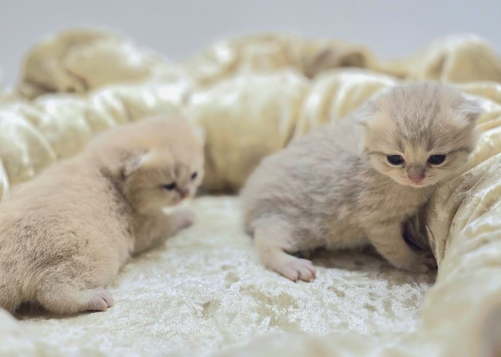 Бриташки очаровашки