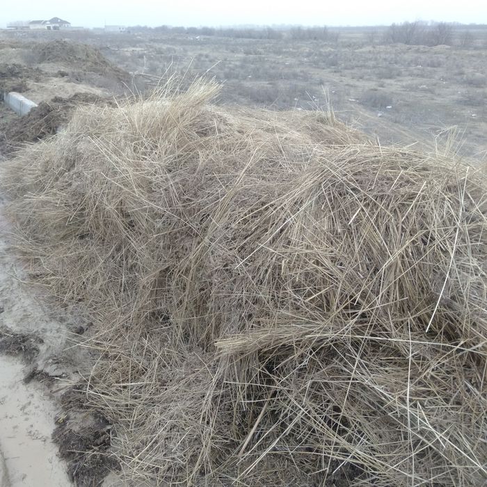 Шөп  пен  малдың тезегі