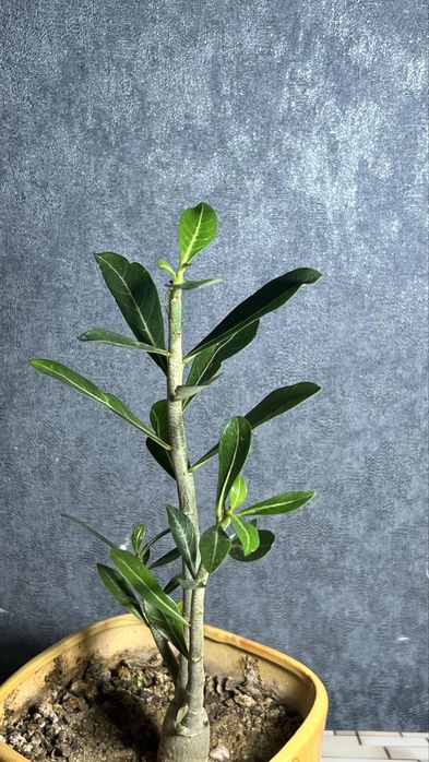 Адениумы 2 годовалые