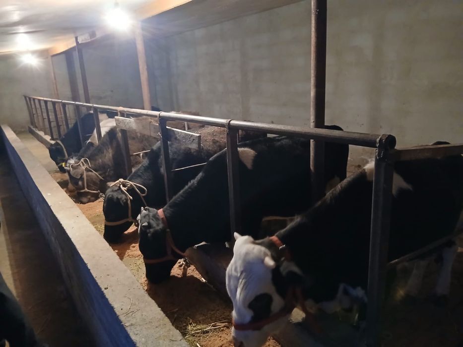 Бычоктар сатылады.