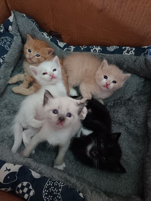 Продам котят. Продам