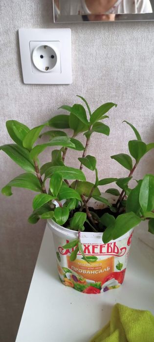 Комнатные цветы, разные.