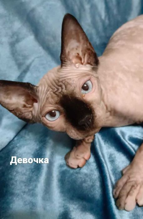 Канадский сфинкс