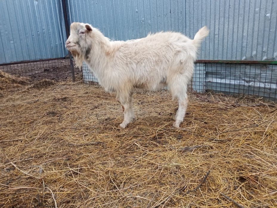 Продам козлов  на племя