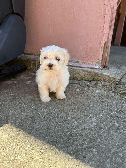 Bichon maltez toy alb imaculat