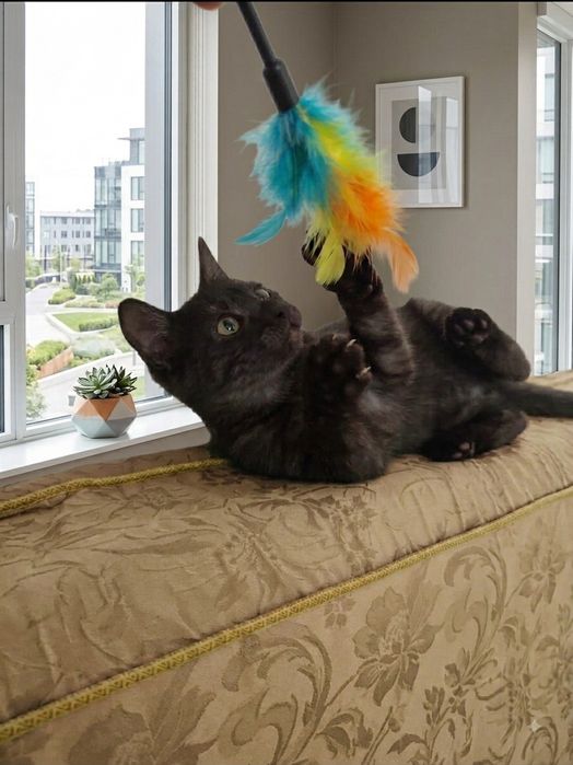 Котята бесплатно