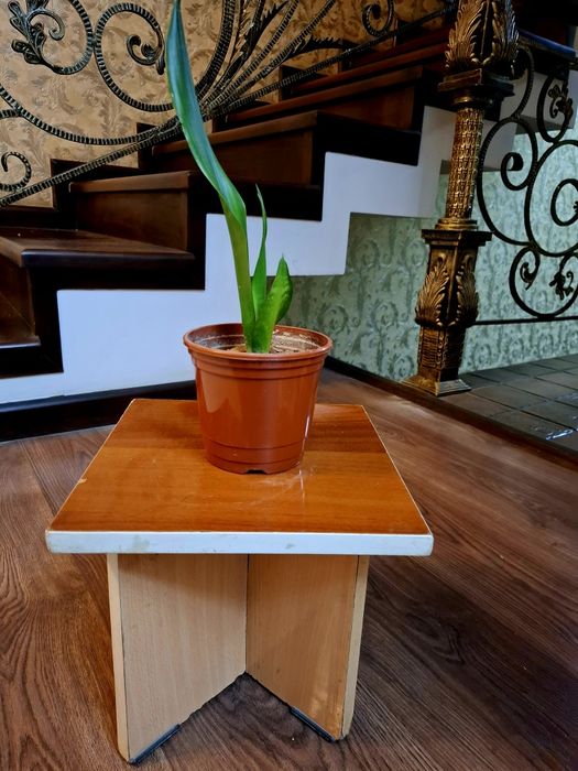 Сансевьера. Цветы для дома и офиса