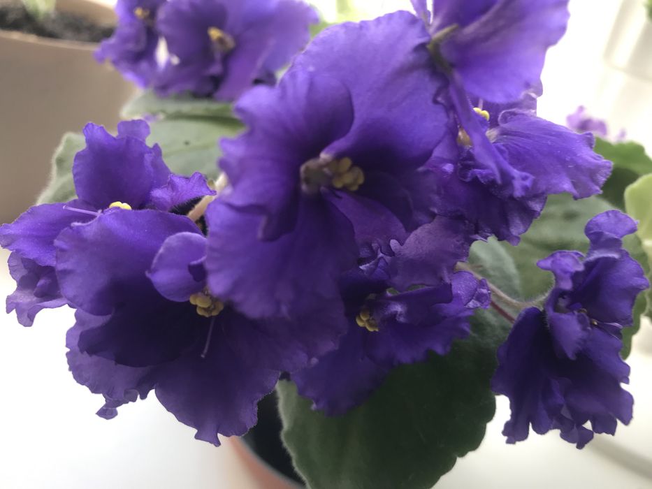 Продам комнатный цветок