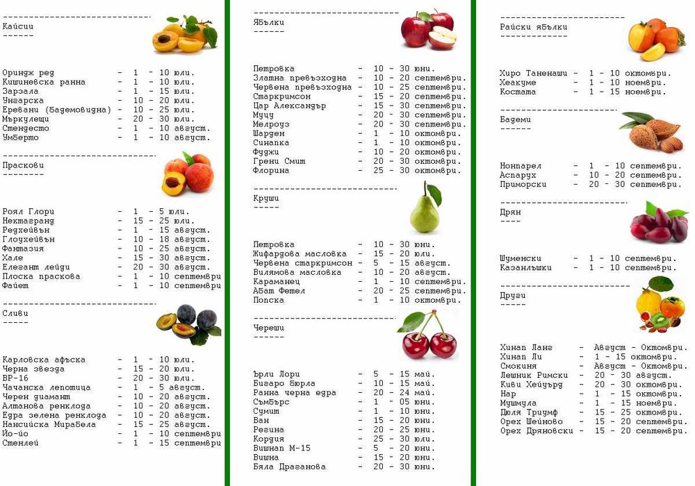 Овощни дръвчета - 10плюс1