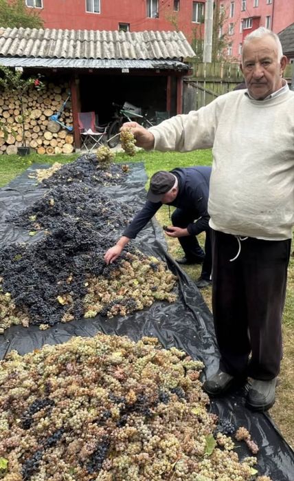 Vindem strguri de vin avem toate soiurile disponibile