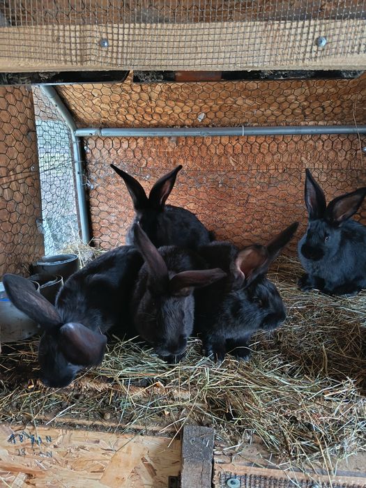 Iepuri Uriaș German Negru