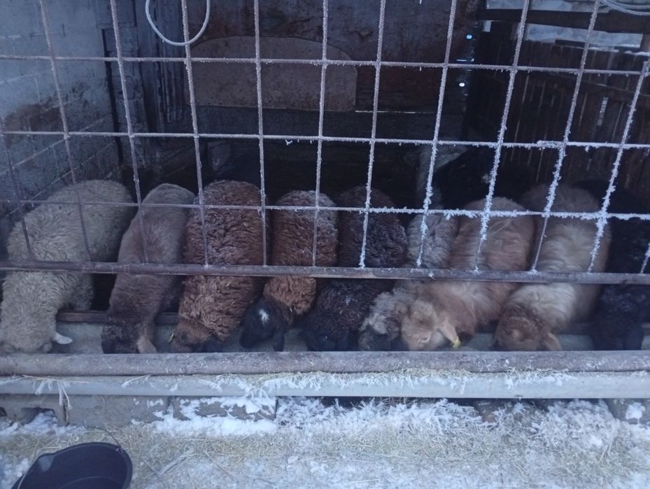 семиз кой,токтылар