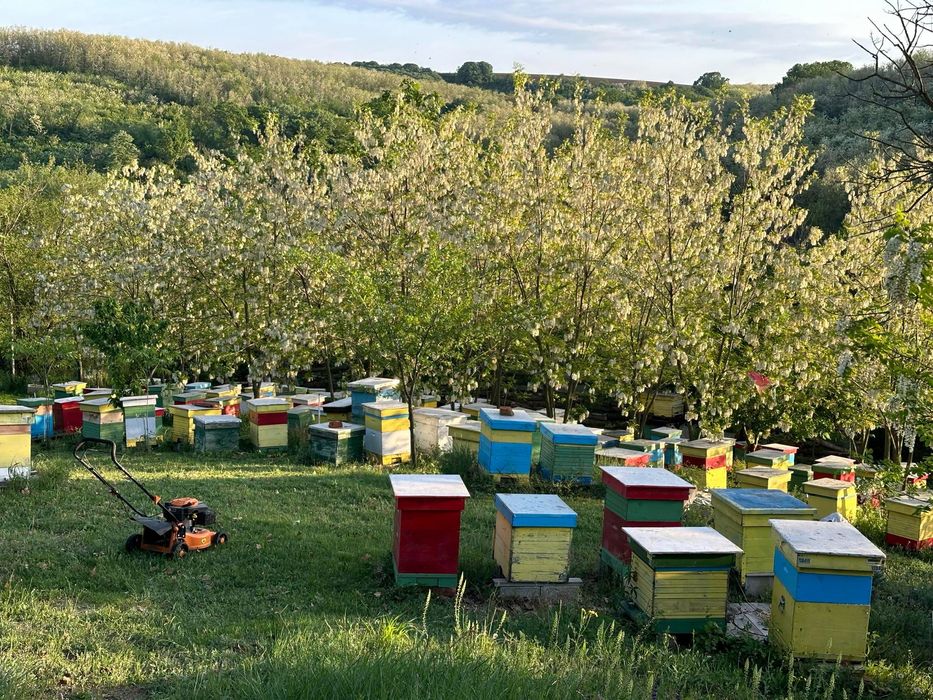 Горски Пчелен Прашец от резерват с. Сребърна