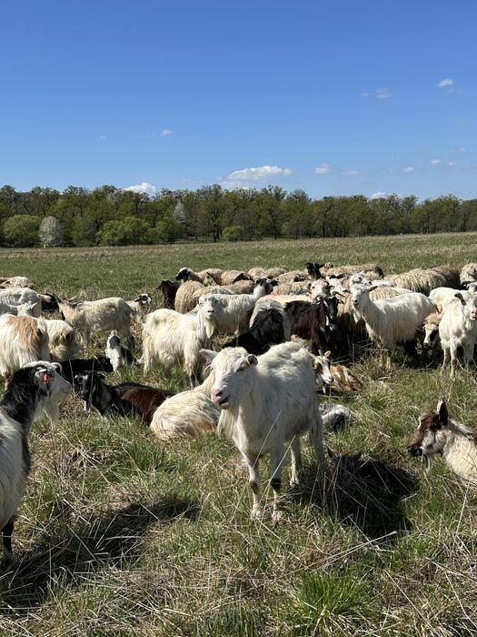 Capre cu iezi de vanzare