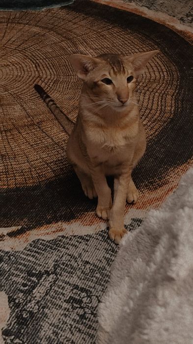 Срочно! Пропал кот!