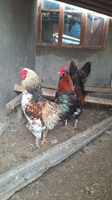 Кораз  тауык кораз