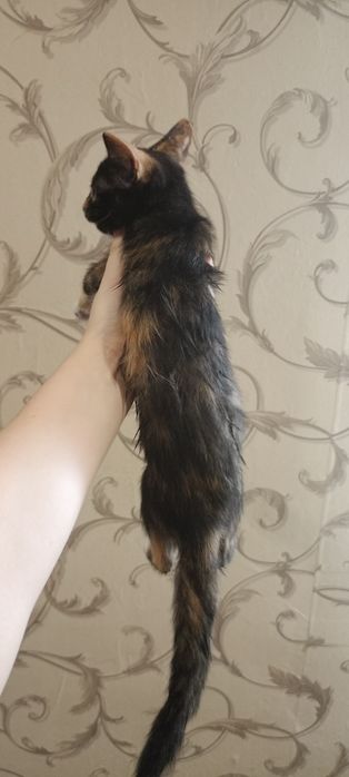 Котенок в добрые руки