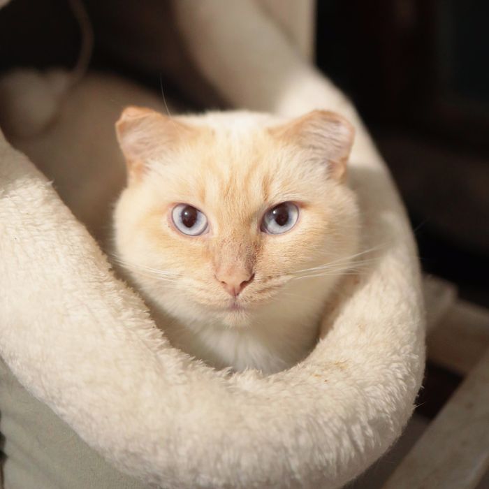 ПоЛупоРодистЫе  с МаслЯныМ хаРакТероМ